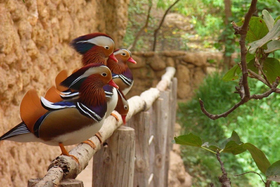 ���� &laquo;��������&raquo;. ������ ������.