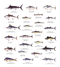 Рыбы Канарского архипелага — увеличить
