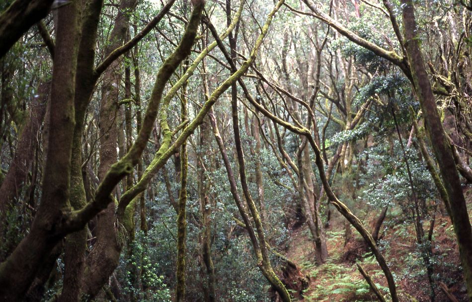 ������������ ���� ���������