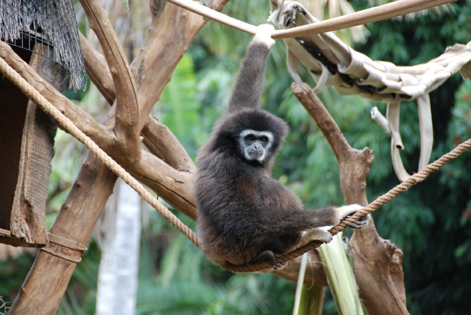 ���� �����