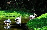 Парк орлов на Тенерифе