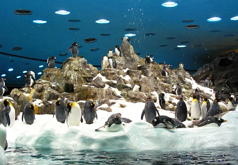 ���� ���� �� ��������: ��������