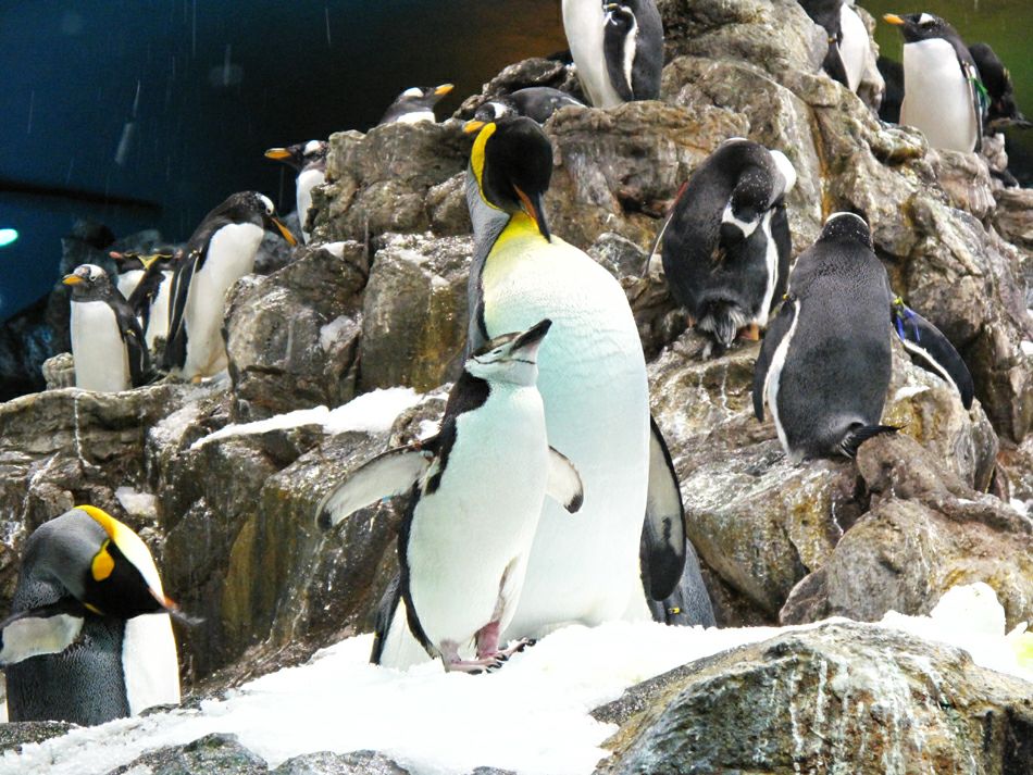 ���� ���� �� ��������: ��������