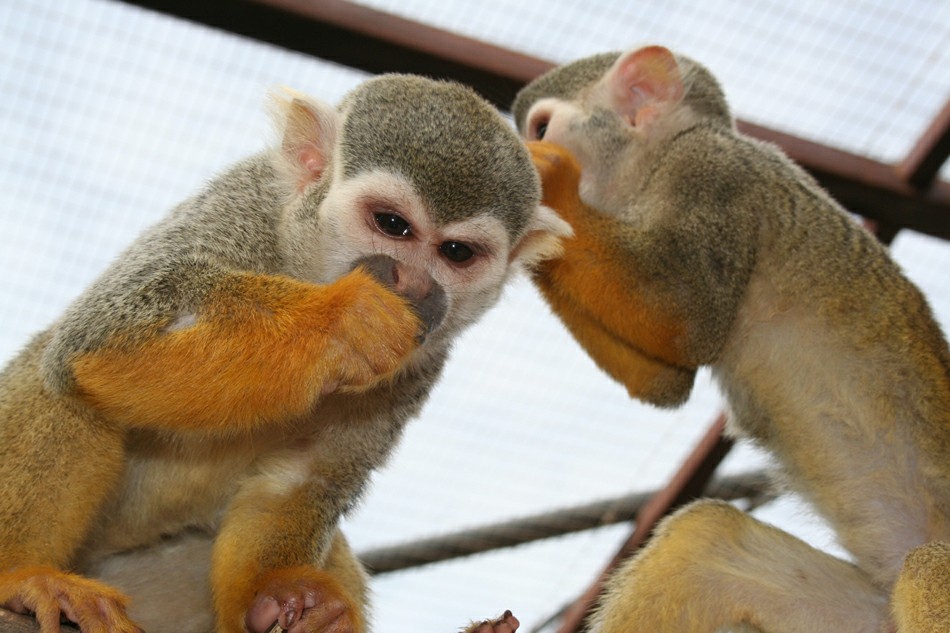 ��������� �������