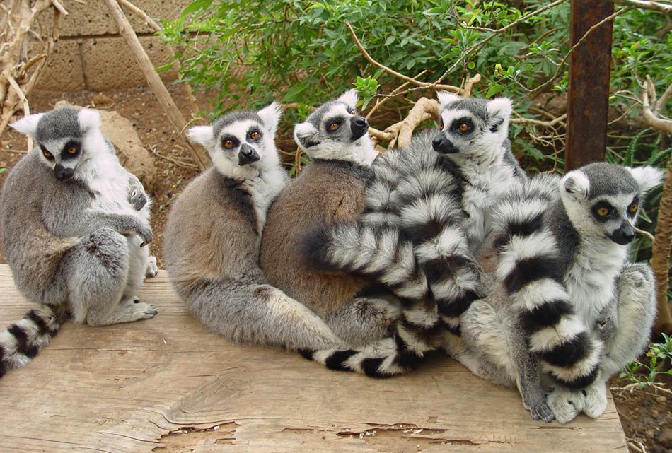 ������� ������