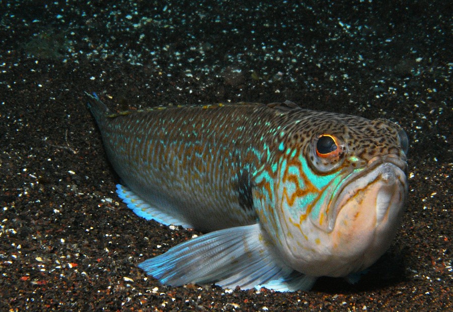 Рыбалка на Тенерифе: морской дракончик Рыбалка на Тенерифе: морской дракончик