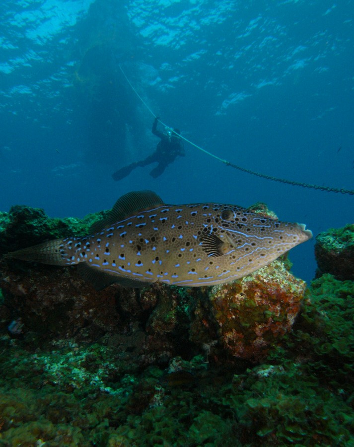 Рыбалка на Тенерифе: спинорог