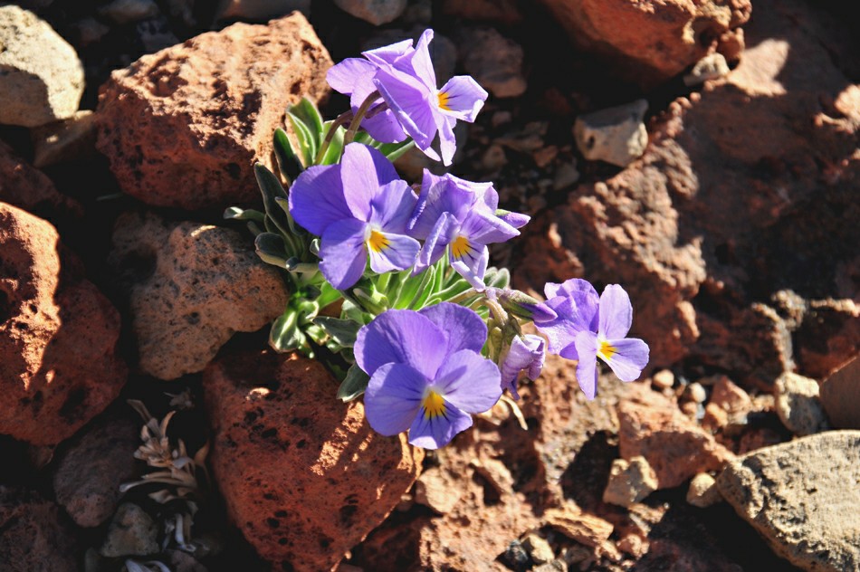 �������� ������