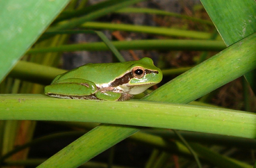 ������ (��������� �������) � ������ �����