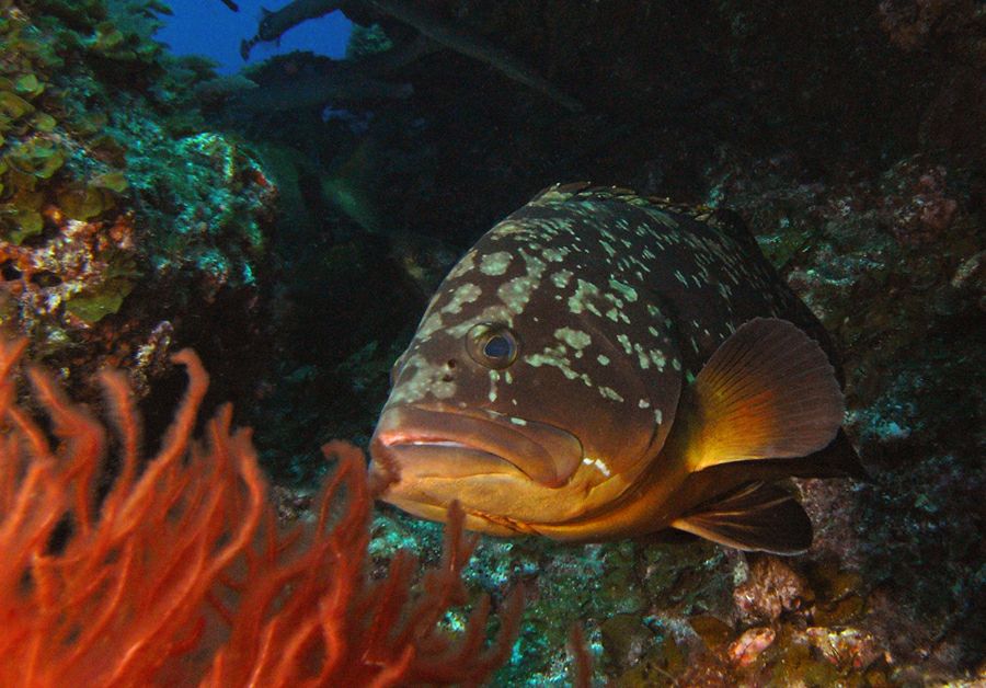 �������� ����� (������)