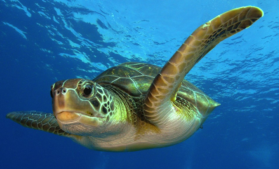 Морская черепаха у берегов Тенерифе