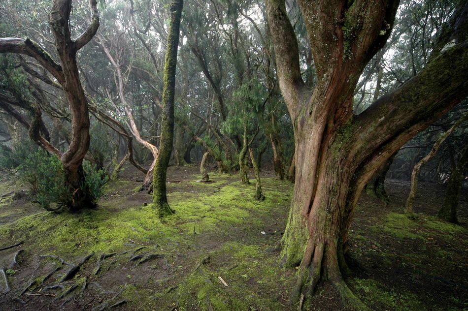 Лес на северо-востоке Тенерифе