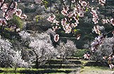 Фото Тенерифе: цветущий миндаль