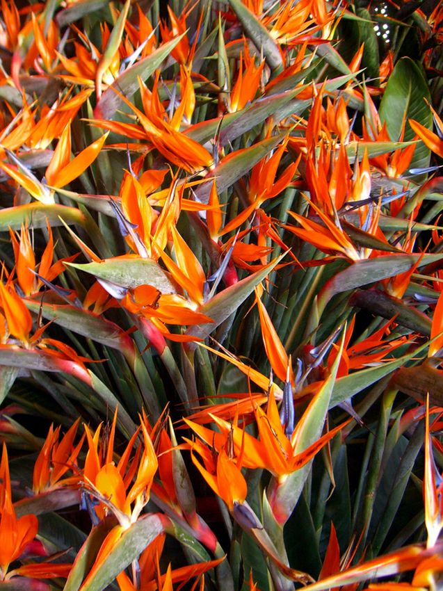 ���� ��������: ���������