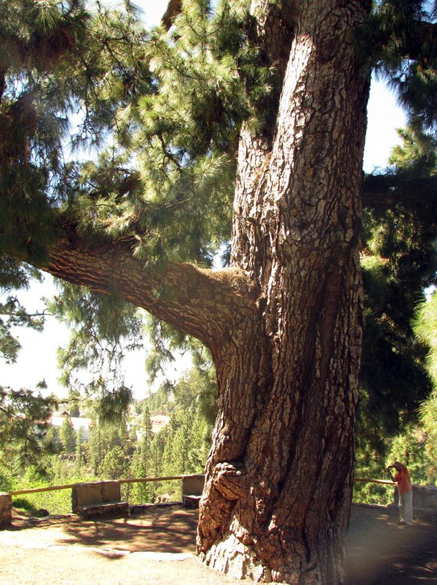 ���� ��������: ���� �����