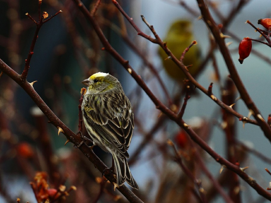 ���� ��������: ����� ���������